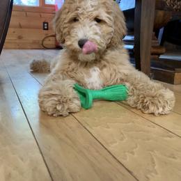 Goldendoodle Puppies from Lundee Doodles