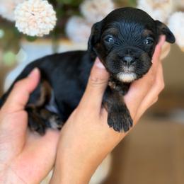 January - Tri-color male Cavapoo puppy in Yuciapa, California from AlltheDoodlez_