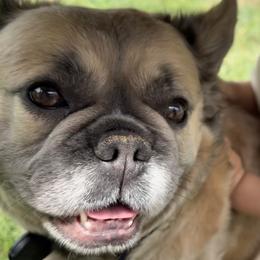 Mabel - French Bulldog