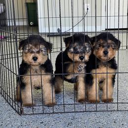 Girl 2 - Black and tan female Welsh Terrier puppy in Yorktown, Virginia from Dragon Shield Terriers