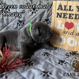 Smaug - Gray male Cane Corso puppy in Altoona, Alabama from Snead’s Cane Corso Kennel