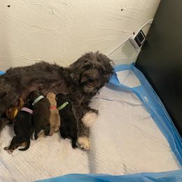 Schnoodle Puppies from Noodle Tings Puppies