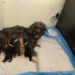 Schnoodle Puppies from Noodle Tings Puppies