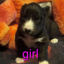 Purple - Black and white female Siberian Husky puppy in Porter Corners, New York from Twisted Gemstone Exotics