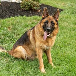 Luna - German Shepherd