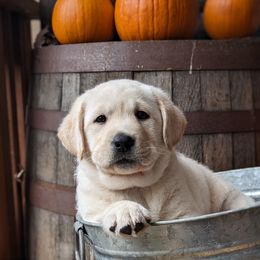 Labrador Retriever Puppies from White River Labradors