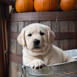 Labrador Retriever Puppies from White River Labradors