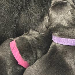 Cranberry Girl - Black female Labrador Retriever puppy in Colorado from Albrecht Farms Labrador Retrievers