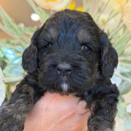 Victor - Black male Cockapoo puppy in Yuciapa, California from AlltheDoodlez_