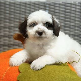 Deacon - Chocolate male Australian Labradoodle puppy in Matthews, North Carolina from Weddington Labradoodles