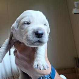 Brown - Golden male Golden Retriever puppy in Lucasville, Ohio from Halo Kennels