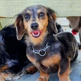 Bailey - Dachshund