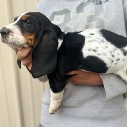 Girl 2 - Black brown and white female Basset Hound puppy in Hudson, Michigan from Bachman’s Kennel