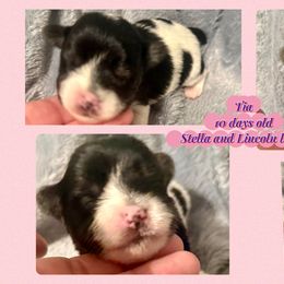 Tia (light pink band) - Parti female Yorkshire Terrier puppy in Tangipahoa County, Louisiana from Riche’ Louisiana Yorkies