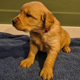 Cupid (red collar) - Dark golden male Golden Retriever puppy in Tenino, Washington from Oak River Goldens'