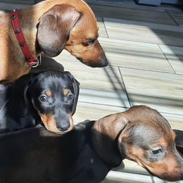 Dachshunds from Loveable Doxie
