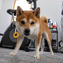 Shiba Inu from Merit Breeds