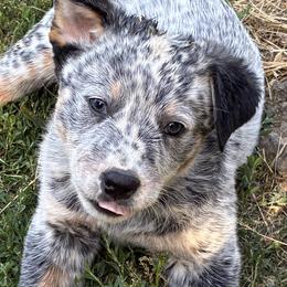 L64-03 Hannon - Blue mottled male Australian Cattle Dog puppy in Sheridan, Oregon from 6pk Cattledogs
