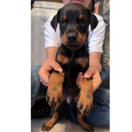 Bruno - Black and rust male Doberman Pinscher puppy in Youngsville, North Carolina from di Casa Ortiz German Shepherds