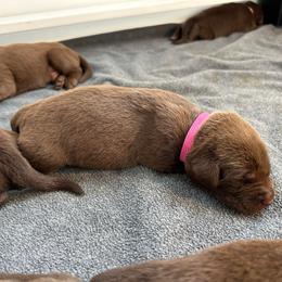 Dark Pink Girl - Chocolate female Labrador Retriever puppy in Rock Hill, South Carolina from North Star Retrievers