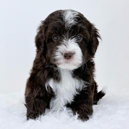 Mae - female Golden Mountain Doodle puppy in Fleming, Colorado from Vandenbark Doodles