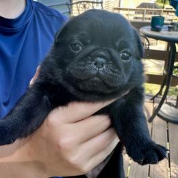 Pug Puppies from Greener Hills Pugs