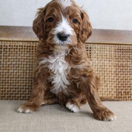 Rudolph - Red  male Goldendoodle puppy in Warsaw, Ohio from Lovabledoodles