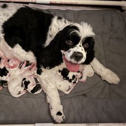 Cocker Spaniel Puppies from Lakota Cockers