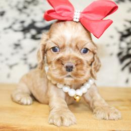 Mia - Red female Cocker Spaniel puppy in Rattan, Oklahoma from Double M Cocker Spaniels
