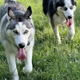Siberian Huskies from My Husky Lifestyle