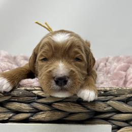 Yellow Male - Apricot male Goldendoodle puppy in Great Falls, Montana from Montana Goldendoodles