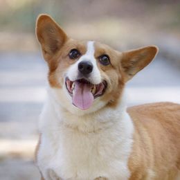American Corgis and Pembroke Welsh Corgis from K&S Corgis