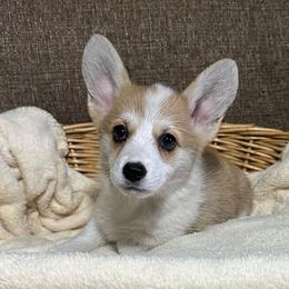 Penelope - Sable female Pembroke Welsh Corgi puppy in Urbana, Ohio from Edgewood Farm and Kennel