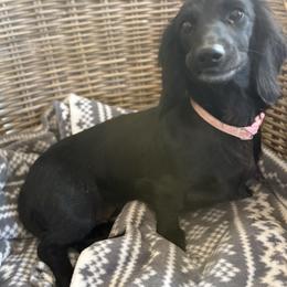 Piper - Black female Dachshund puppy in Appomattox, Virginia from Doxie Darlings VA