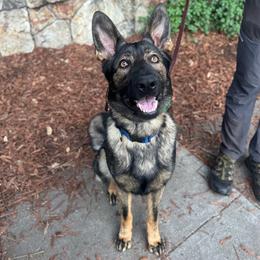 Bodhi - Sable male German Shepherd puppy in Santa Cruz, California from Von Guadachi German Shepherds & Audacity Border Collies