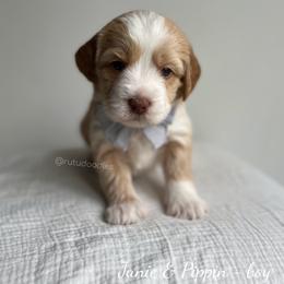 Tide - Caramel male Australian Labradoodle puppy in Belding, Michigan from Rutu Australian Labradoodles