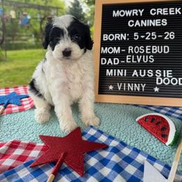 Vinny - Black and white male Aussiedoodle puppy in Hopkins, Missouri from Mowry Creek Mini Aussiedoodles and More