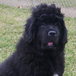 Newfoundlands from Greenwood Newfoundland’s