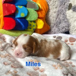 Miles - Blenheim male Cavalier King Charles Spaniel puppy in Bluffton, South Carolina from Fiddlers Green Cavaliers