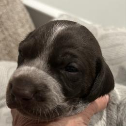 Boy 1 - Liver and white male German Shorthaired Pointer puppy in Bryan, Texas from Ehrenvogel and Bessdach Kennels
