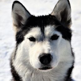 Siberian Huskies from Sam's Huskys