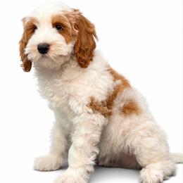 Vader - Parti male Goldendoodle puppy in Yuciapa, California from AlltheDoodlez_
