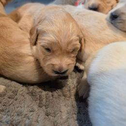 STELLA - Purple - Golden female Golden Retriever puppy in Lucasville, Ohio from Halo Kennels