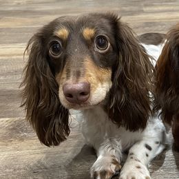 Dachshunds from Prickly Arrow Pups