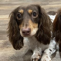 Dachshunds from Prickly Arrow Pups