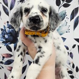 Lava Lamp - White and black female Dalmatian puppy in Gray, Georgia from Fuller Spots