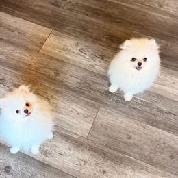 Lavender (purple collar) - White female Pomeranian puppy in Pollock Pines, California from Glitzypoms