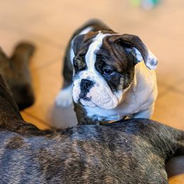 Bulldog and French Bulldog Puppies from Rohde's Road Dog Bullies