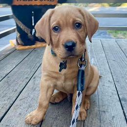 Labrador Retrievers from Humphrey Retrievers