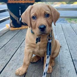 Labrador Retrievers from Humphrey Retrievers